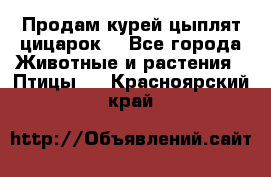 Продам курей цыплят,цицарок. - Все города Животные и растения » Птицы   . Красноярский край